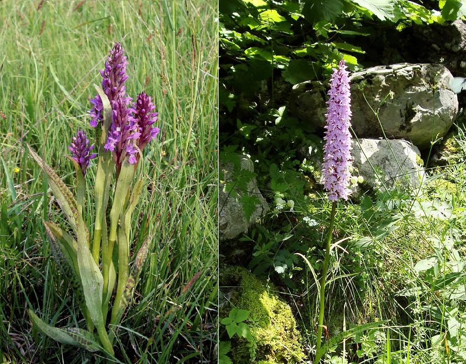 Info su Dactylorhiza...